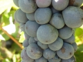 Valpolicella 077.JPG