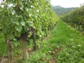 Valpolicella 346.JPG